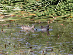 Gallinula tenebrosa