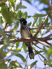 Phylidonyris novaehollandiae