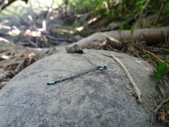 Chromagrion conditum