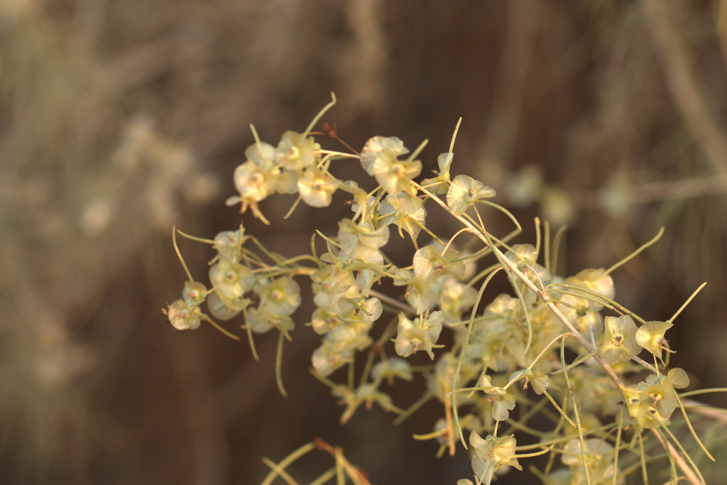 Xylosalsola richteri
