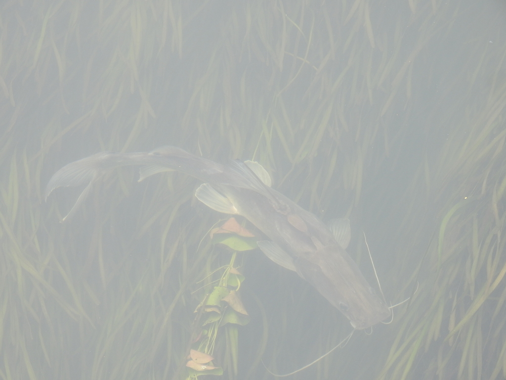 Long-whiskered catfish (Sperata aor) — Bagridae