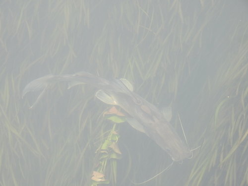 Long-whiskered catfish (Sperata aor) — Bagridae