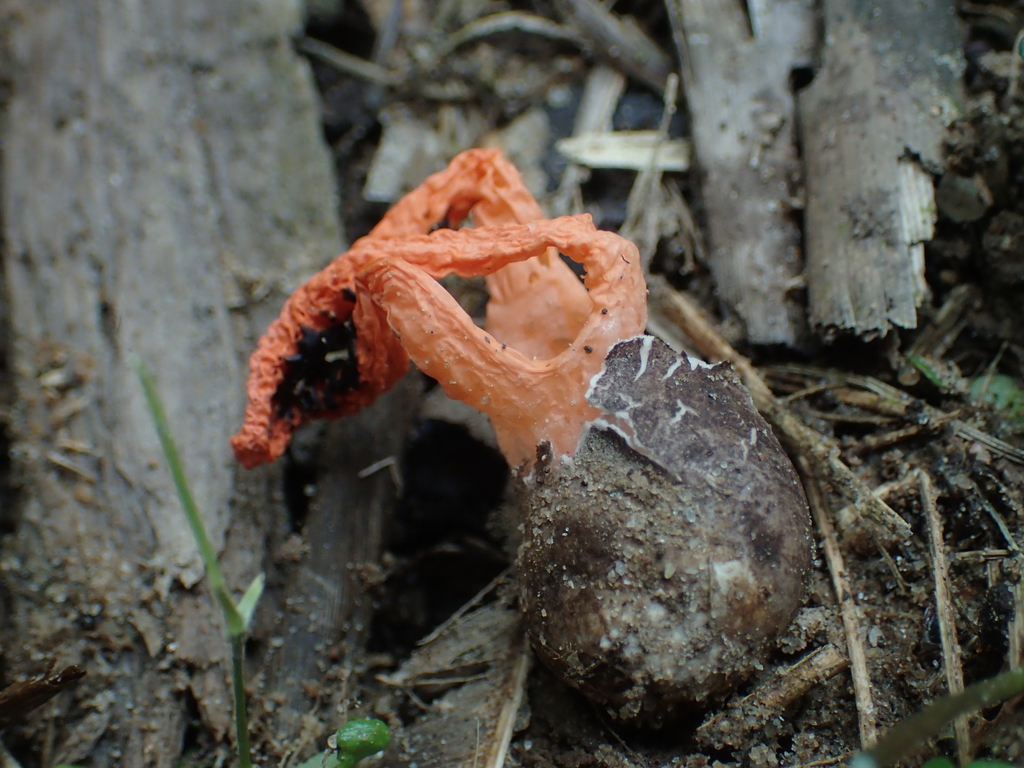 Pseudocolus fusiformis · March 2019 · photo: © leaf0605 (iNaturalist, cc0)