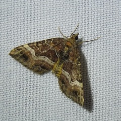 Chrysolarentia lucidulata