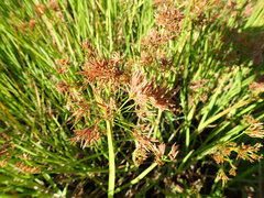 Cyperus denudatus