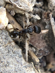 Tetramorium tsushimae