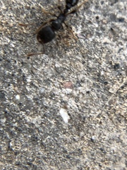 Tetramorium tsushimae
