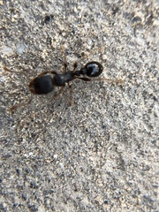 Tetramorium tsushimae
