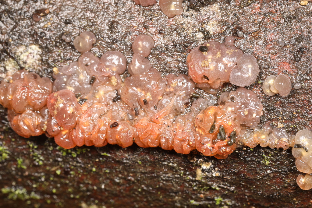 Myxarium sp. 'nucleatum-IN01'