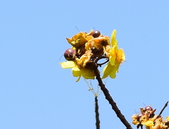 Cochlospermum religiosum