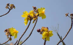 Cochlospermum religiosum
