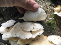 Favolus fuscolineatus