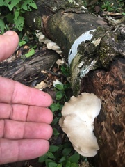 Favolus fuscolineatus