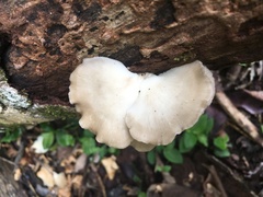 Favolus fuscolineatus