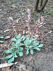 Corydalis ledebouriana