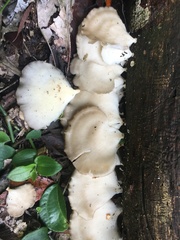 Favolus fuscolineatus