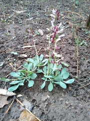 Corydalis ledebouriana