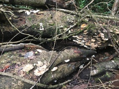 Favolus fuscolineatus