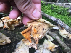 Favolus fuscolineatus