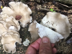 Favolus fuscolineatus