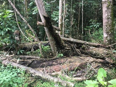 Favolus fuscolineatus