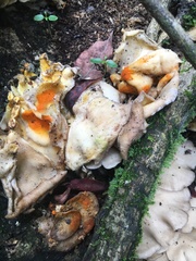 Favolus fuscolineatus