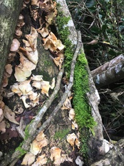 Favolus fuscolineatus