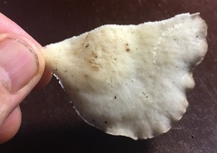 Favolus fuscolineatus