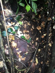 Favolus fuscolineatus