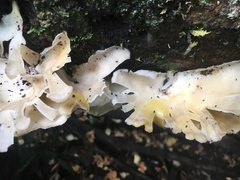 Favolus fuscolineatus