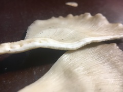 Favolus fuscolineatus