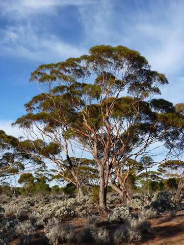 Eucalyptus melanoxylon thumbnail