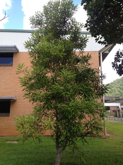 Buckinghamia celsissima