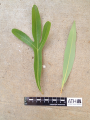 Buckinghamia celsissima