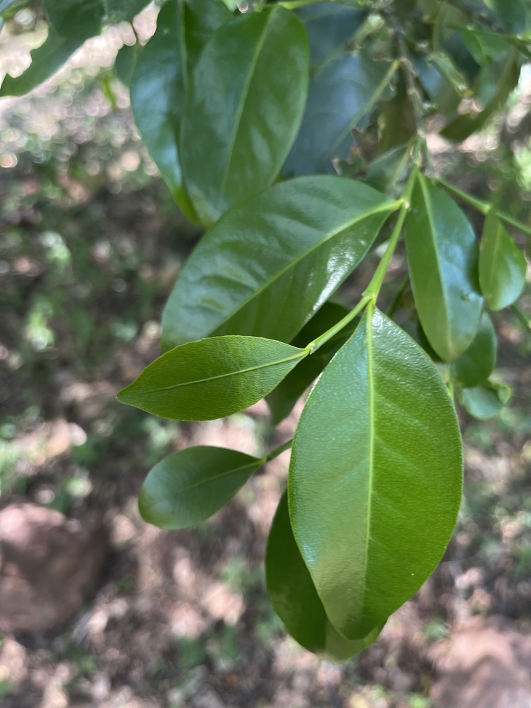 Forest Canaryberry