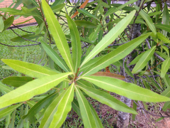 Buckinghamia celsissima