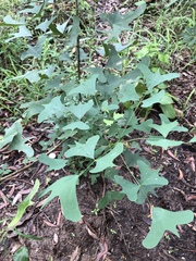 Erythrina vespertilio