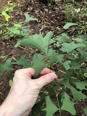 Erythrina vespertilio