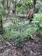 Erythrina vespertilio