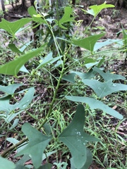 Erythrina vespertilio