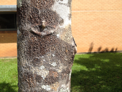 Flindersia brayleyana