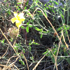 Haplophyton crooksii