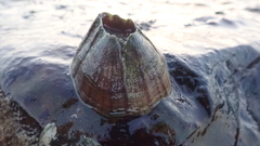 Striatobalanus amaryllis