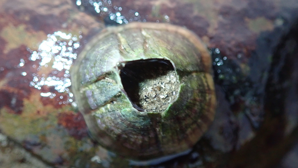 Striatobalanus
