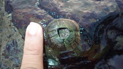 Striatobalanus amaryllis