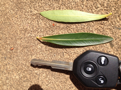 Xanthostemon verticillatus