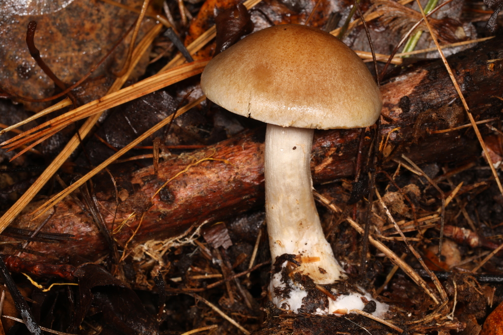 Cortinarius sp. 'nettieae-NY01'
