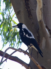 Gymnorhina tibicen