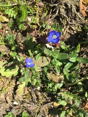 Veronica triphyllos