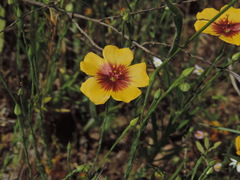 Linum rigidum
